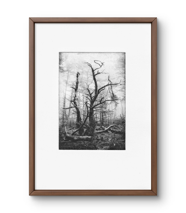 A4 Antlers photogravure handprint framed 