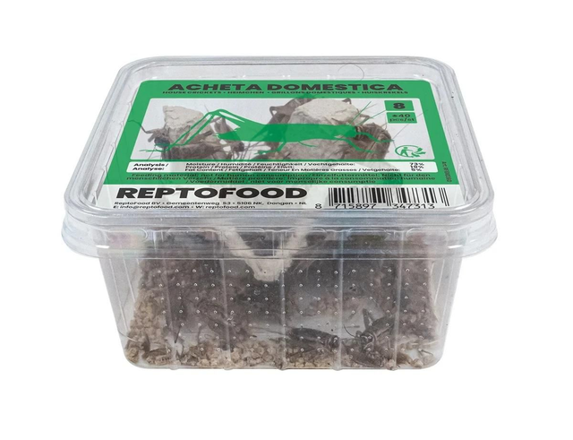 Repto house crickets 8