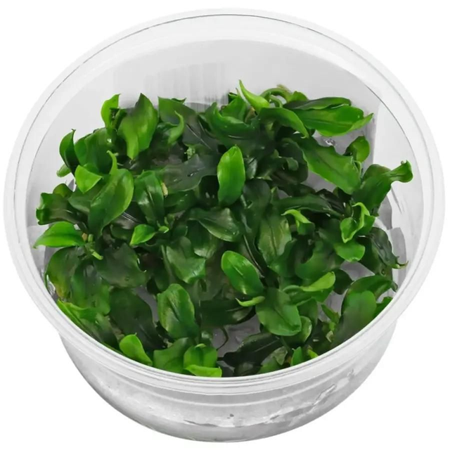 Bucephulandra sp. Green in vitro 100cc 6090937439480