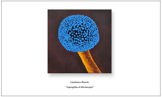 Litografia "Aspergillus al Microscopio"