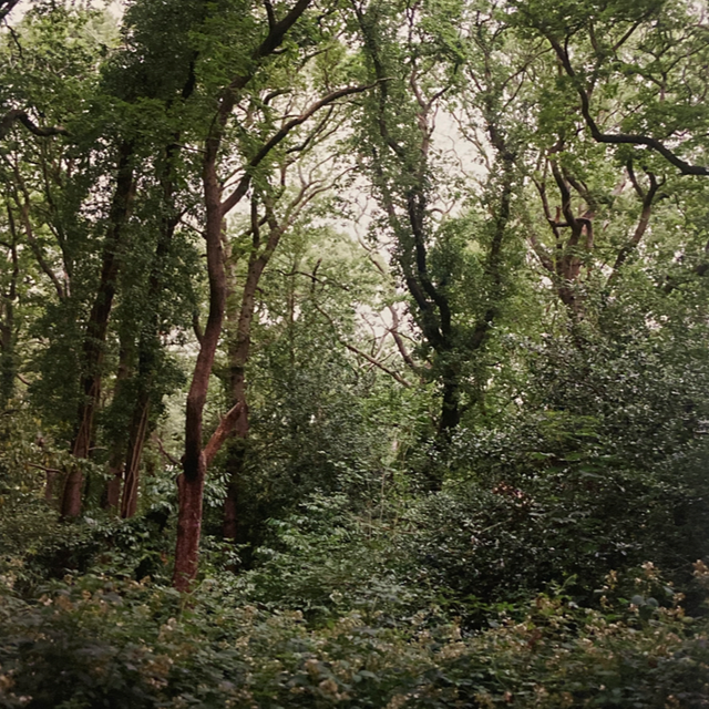 Dulwich and Sydenham Woods - fine art print