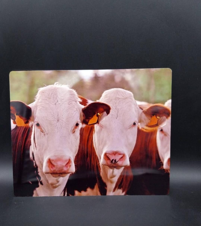 Plaque alu vaches