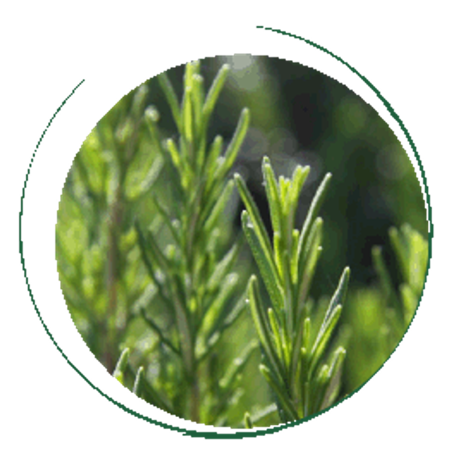 Macération solaire de Romarin