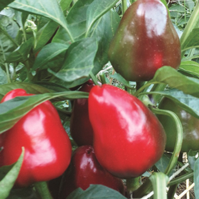 Poivron Caviar Calabrais (mini rouge)