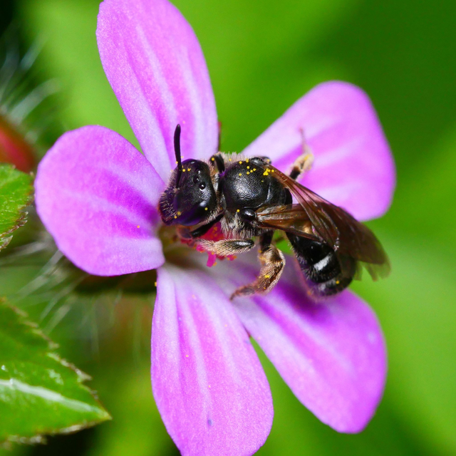 BWARS members weekend - 1 day attendance