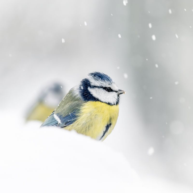 LM-005 - Mésange bleue