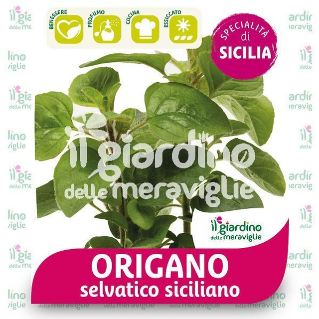 M07 . Origano selvatico siciliano in vaso 14