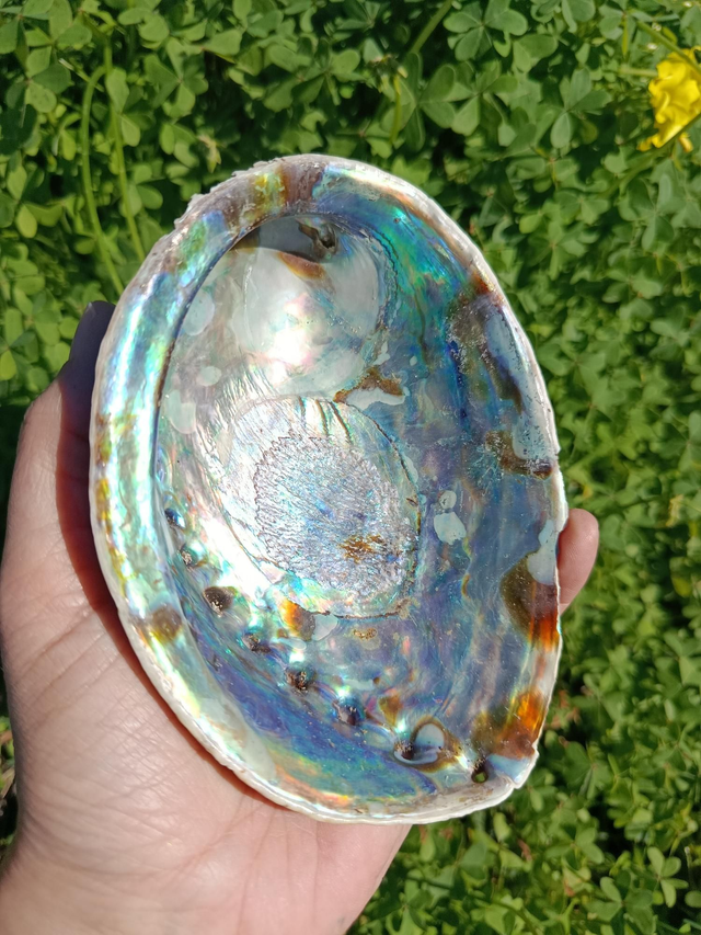 Coquille d’Ormeaux / Abalone Naturelle  – 14 x 10,5 cm 