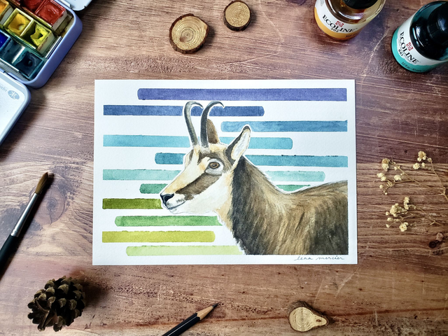 Aquarelle originale - Chamois
