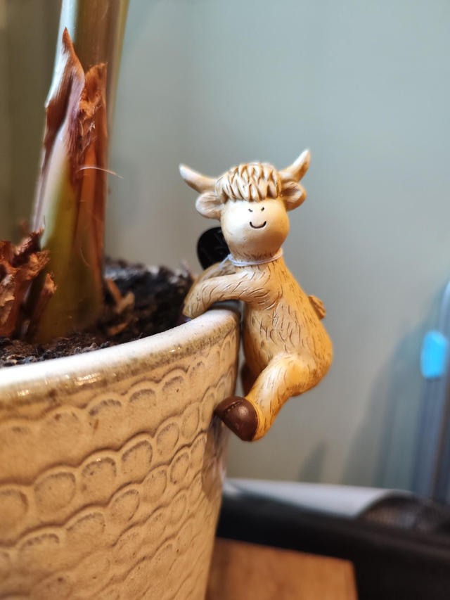 Highland Cow Pot Hangers 
