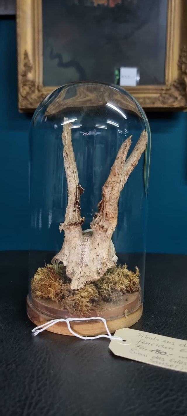 Tierschädel echt, unter Glasglocke