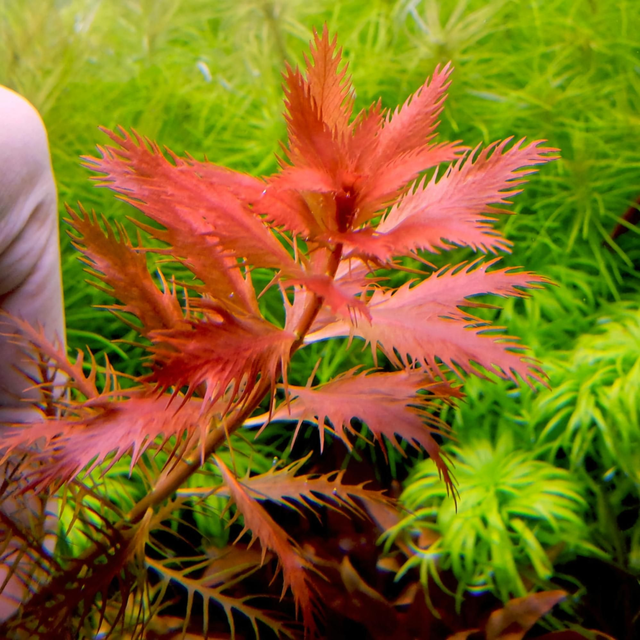 Easygrow Proserpinaca Palustris 8715897322716