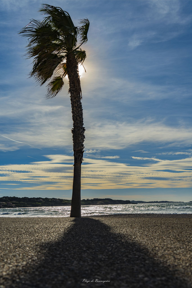 Les Palmiers de Bonnegrâce  ( Six Fours Les Plages )