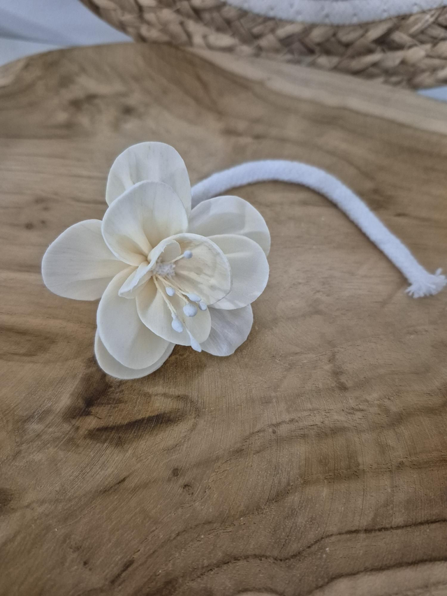 Petite fleur de Sola