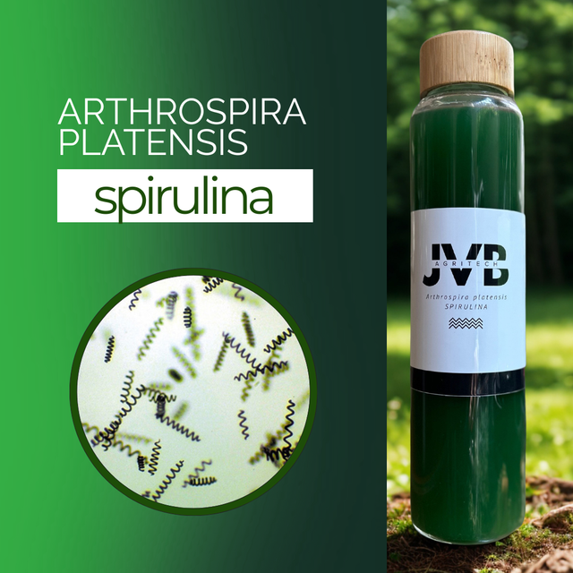 Cepo Madre di Spirulina Viva - Coltura di Avvio