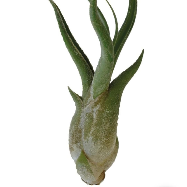 PT Tillandsia Caput Medusae 8715897361685