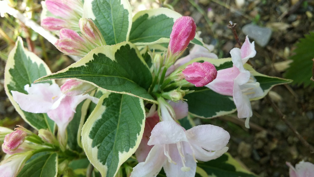 Weigela 'Florida Variegata' - 1ltr pot
