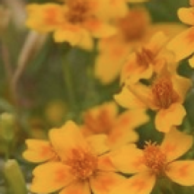 Oeillet d'Inde (Tagète Tenuifolia)