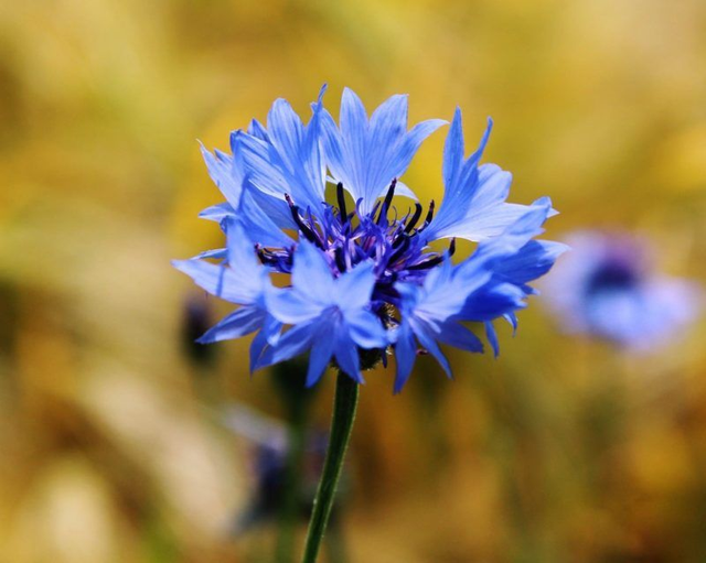 Bleuet fleurs entières - bio 15g