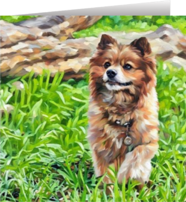 Pomeranian -  long grass