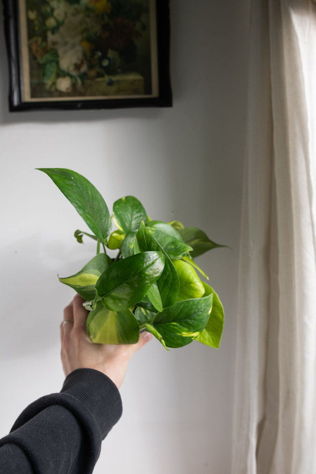 Mix Golden Pothos & Philodendron Brasil 🌿
