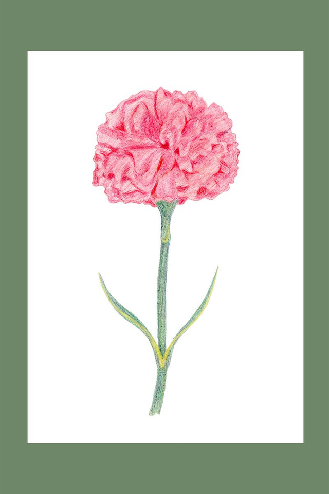 Illustration fleur Oeuillet rose
