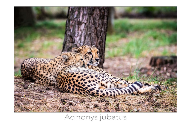Fotokunstkaart Acinonus jubatus