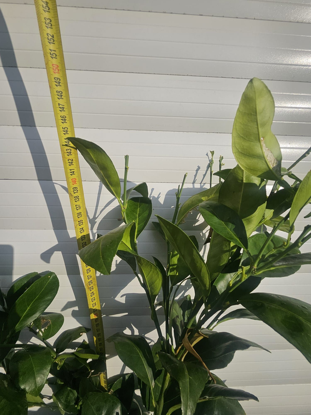 Satsuma Okitsu 10L C35