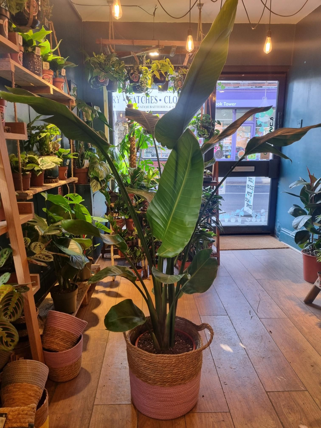 Bird of paradise (strelitzia nicolai) 95cm tall 