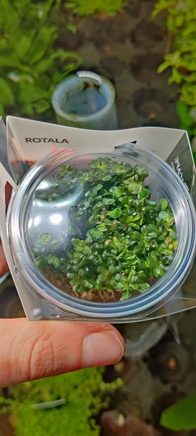 Vitro rotala indica ammania sp bonsai 8712001017056