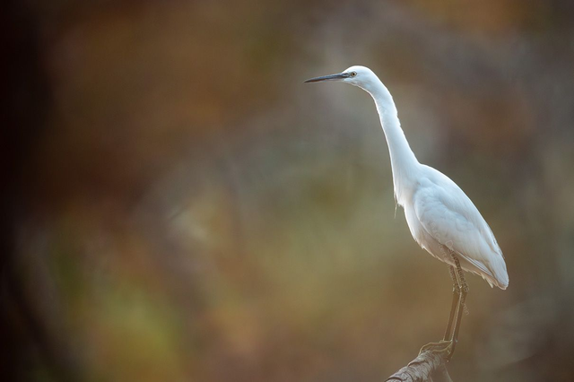 L'aigrette garzette