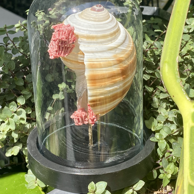 Globe en verre coquillage conque rayure et corail rouge 