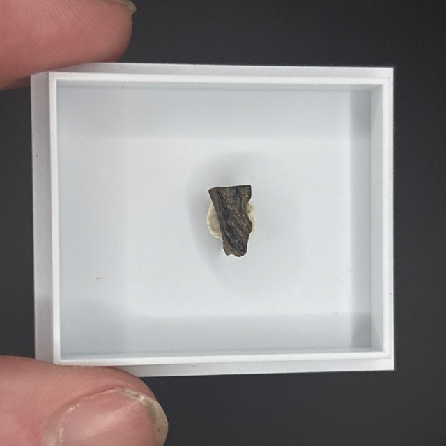 Triceratops Tooth Shard