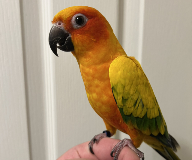 Hand Reared Sun Conures 
