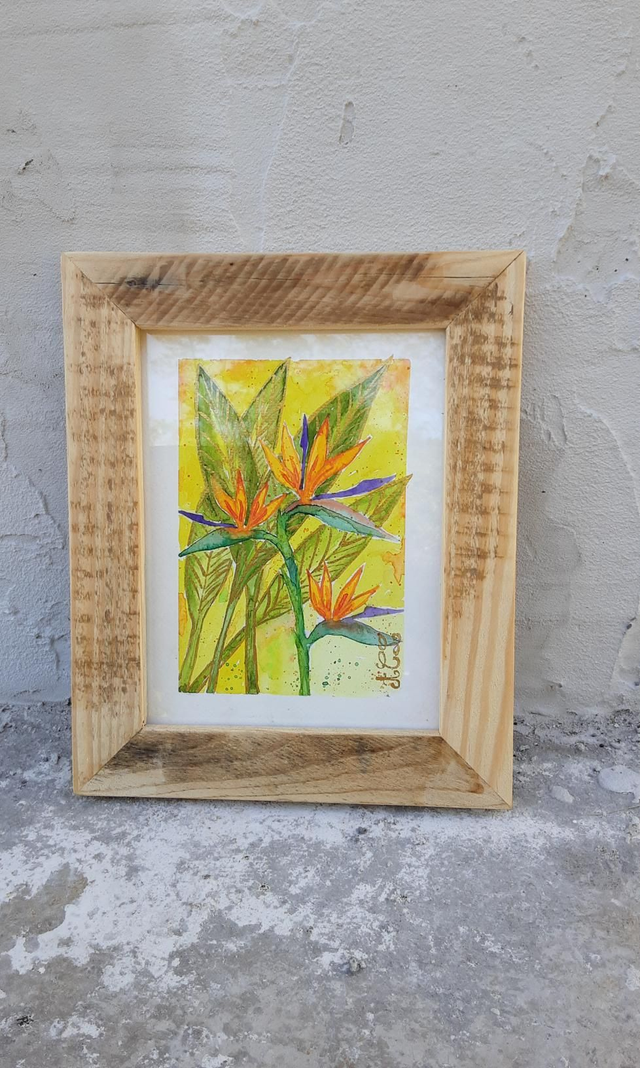 Aquarelle Oiseaux de paradis 