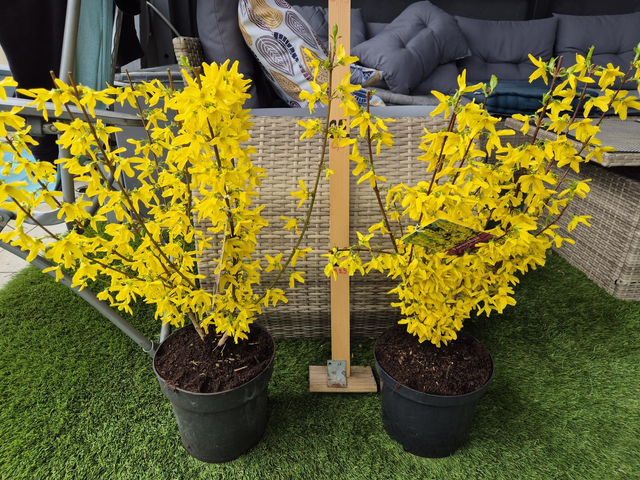 Forsytia Yellow Spectabilis pot 3L