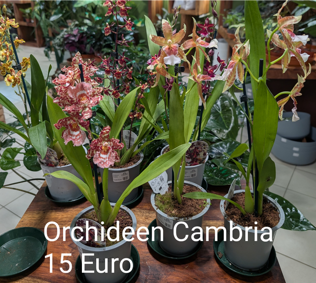 Orchideen 
