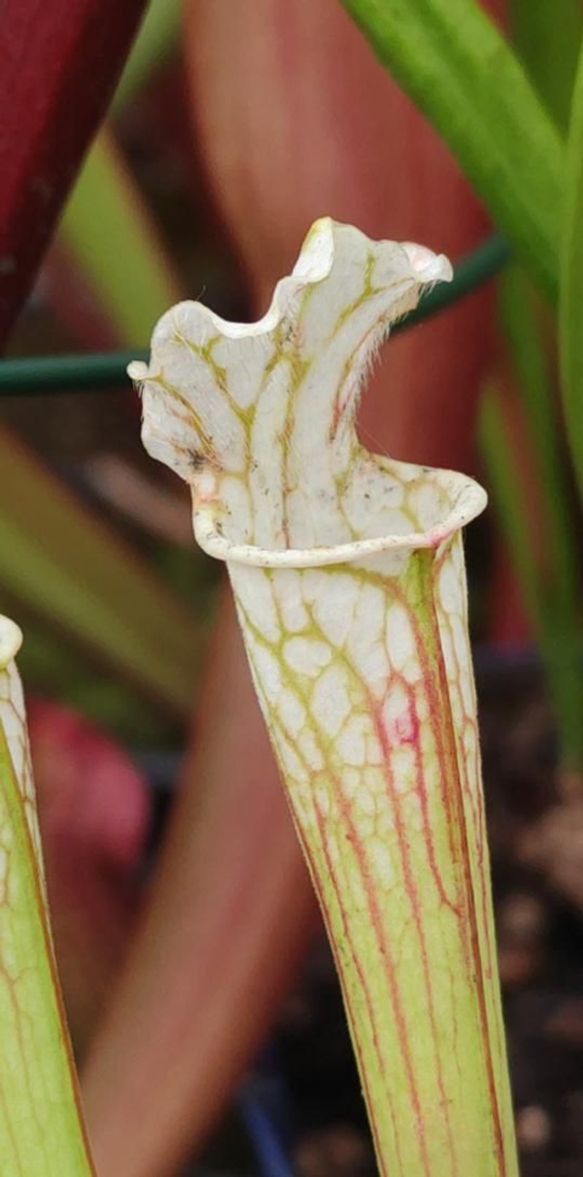 Sarracenia x verry white top