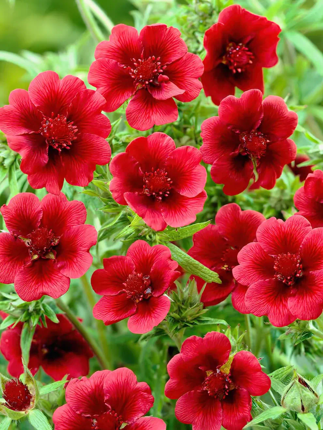 Potentilla thurberi Monarchs Velvet 1L