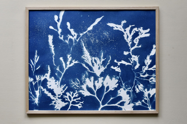 Algae - Galaxia Aquatica 2.0 - 50 x 40 cm 