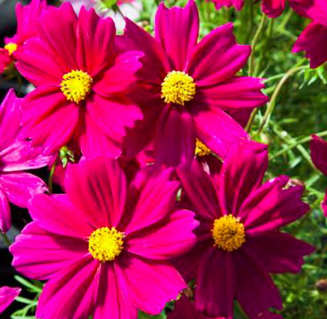 Cosmos Apollo Bright Carmine