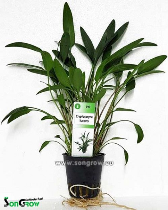 Cryptocoryne Lucens