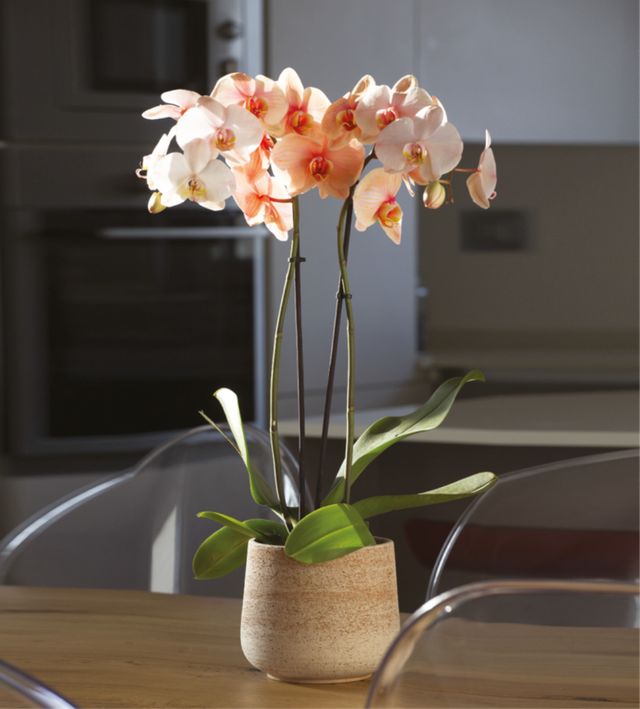 K07 . Vaso Creta Galestro 14