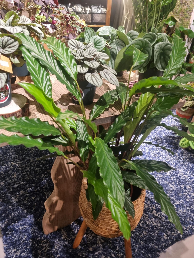 Calathea mix 19cm pot 