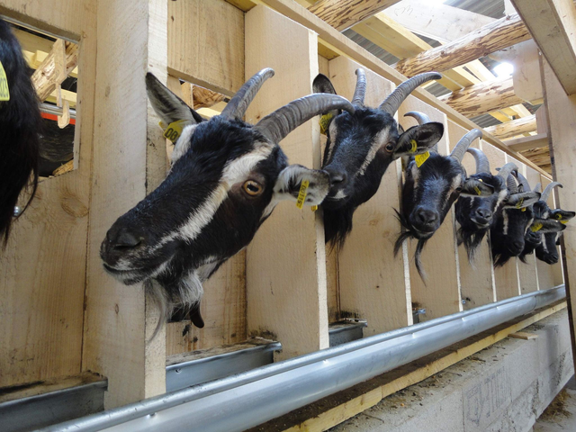 Yobiq' - "Yaourt" ou lait de chèvre - pot de 400 gr consigné 1 € soit 3 € + 1 €