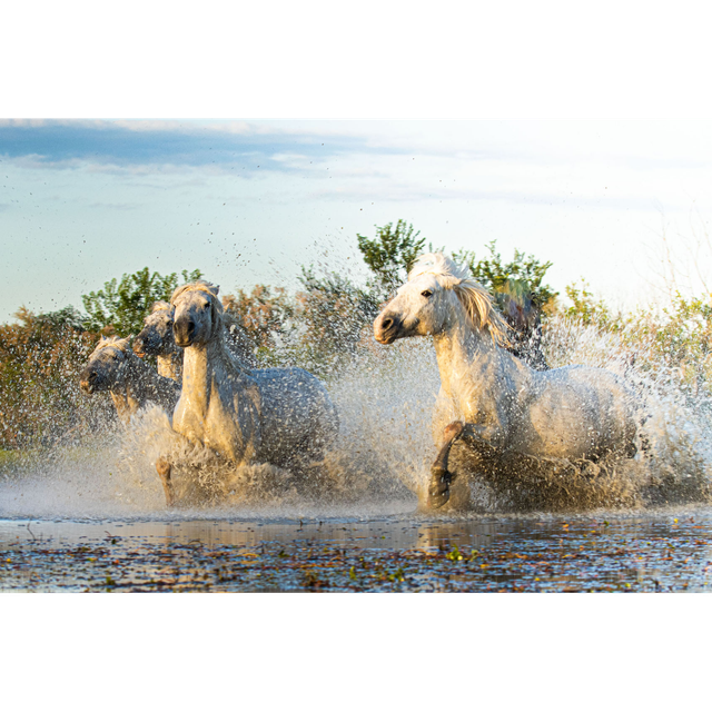 Chevaux - Ref : 9255