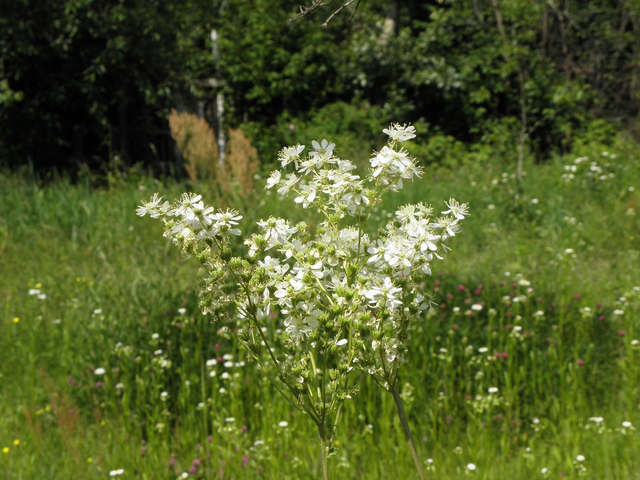 Reine-des-prés (Filipendula ulmaria)