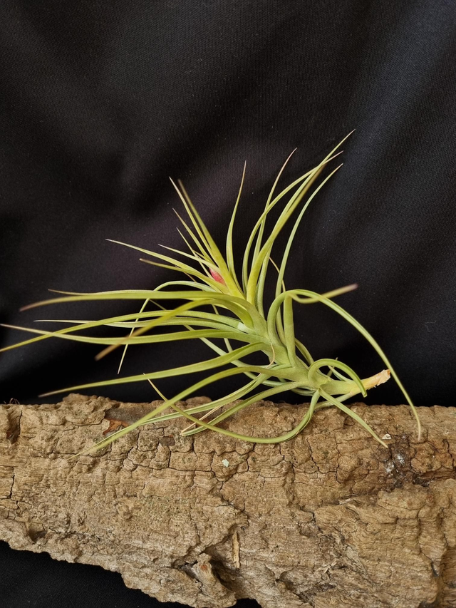Tillandsia tenuifolia forme verte