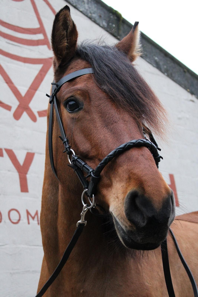 FRA Pariba bitloos sidepull incl. teugels