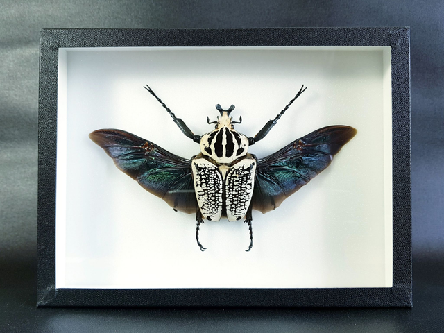 Goliathus goliathus meleagris (mâle)